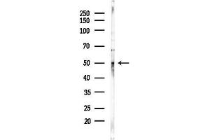 anti-ERG, ETS transcription factor (ERG) (C-Term) antibody