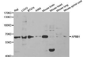Western blot analysis of extracts of various cell lines, using APBB1 antibody (ABIN5971004) at 1/1000 dilution. (FE65 抗体)