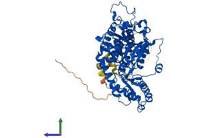 Protein Structure (PS) image for Glutamate Decarboxylase 2 (Pancreatic Islets and Brain, 65kDa) (GAD2) (AA 1-585) protein (His tag) (ABIN7563310)