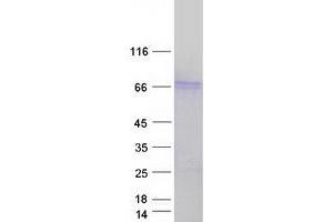 Western Blotting (WB) image for Signal Transducing Adaptor Molecule (SH3 Domain and ITAM Motif) 2 (STAM2) protein (Myc-DYKDDDDK Tag) (ABIN2732751)