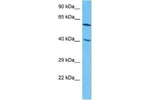 Host:  Rabbit  Target Name:  ZNF24  Sample Type:  HepG2 Whole Cell lysates  Antibody Dilution:  1. (ZNF24 抗体  (N-Term))