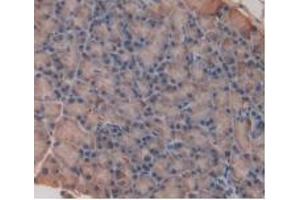 Detection of IL33 in Rat Pancreas Tissue using Monoclonal Antibody to Interleukin 33 (IL33) (IL-33 抗体  (AA 110-261))