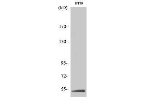 Western Blotting (WB) image for anti-serine/threonine Kinase 11 (STK11) (Tyr1313) antibody (ABIN3185394) (LKB1 抗体  (Tyr1313))