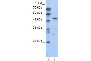 WB Suggested Anti-TCF7 Antibody Titration:  0. (TCF7 抗体  (C-Term))