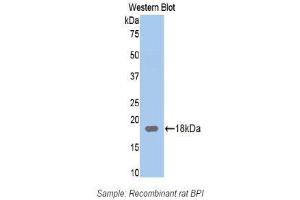 Western Blotting (WB) image for anti-Bactericidal/Permeability Increasing Protein (BPI) (AA 320-452) antibody (ABIN1174389) (BPI 抗体  (AA 320-452))