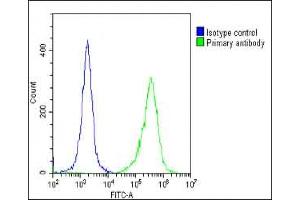 Overlay histogram showing HeLa cells stained with A(green line). (FOLR1 抗体  (N-Term))