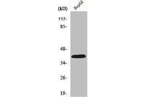 Western Blot analysis of HeLa cells using PAR-4 Polyclonal Antibody (F2RL3 抗体  (Internal Region))