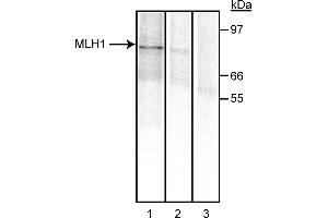 Western Blotting (WB) image for anti-MutL Homolog 1 (MLH1) antibody (ABIN967392) (MLH1 抗体)