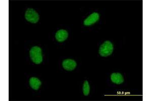 Immunofluorescence (IF) image for anti-Zinc Finger Protein 624 (ZNF624) (AA 1-739) antibody (ABIN528224)