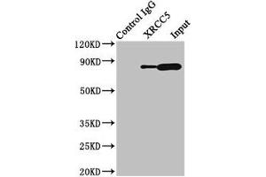 Immunoprecipitating XRCC5 in HepG2 whole cell lysate Lane 1: Rabbit control IgG (1 μg) instead of ABIN7175897 in HepG2 whole cell lysate.