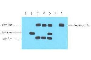 Immunoprecipitation (IP) analysis: 5ug VSV-G Mouse IgG1 per ml Lysate, WB 1:5000. (VSV-g Tag 抗体)