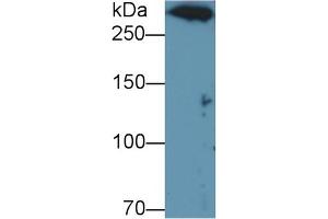 Detection of DNHD1 in U937 cell lysate using Polyclonal Antibody to Dynein Heavy Chain Domain Containing Protein 1 (DNHD1)