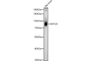 Western blot analysis of extracts of Rat brain, using KA antibody (ABIN1679964, ABIN5664011, ABIN5664013 and ABIN6219456) at 1:462 dilution. (KAT2A 抗体  (AA 1-100))