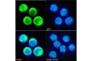Immunofluorescence staining of fixed mouse splenocytes with anti-TIM-2 antibody RMT2-14. (Recombinant TIMD2 抗体  (Extracellular Domain))