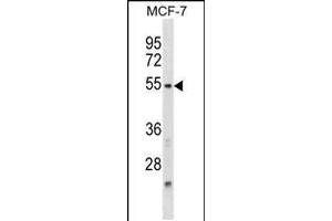 Western blot analysis in MCF-7 cell line lysates (35ug/lane). (NFIL3 抗体  (N-Term))