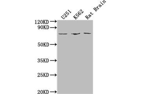 Shugoshin 抗体  (AA 260-439)