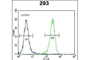AQP11 Antibody (C-term) (ABIN651990 and ABIN2840484) flow cytometric analysis of 293 cells (right histogram) compared to a negative control cell (left histogram). (AQP11 抗体  (C-Term))