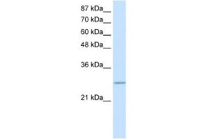 C20ORF20 antibody used at 0.
