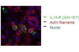 Flow Cytometry (FACS) image for anti-Interleukin 13 Receptor, alpha 1 (IL13RA1) (Extracellular Domain) antibody (ABIN108718)