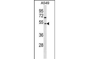 Western blot analysis in A549 cell line lysates (35ug/lane). (GCNT2 抗体  (AA 213-240))