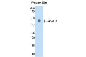 Western Blotting (WB) image for anti-Actin, gamma 1 (ACTG1) (AA 1-375) antibody (ABIN1077745) (Actin, gamma 1 抗体  (AA 1-375))