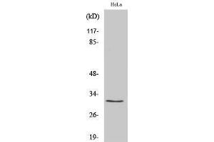 Western Blotting (WB) image for anti-Ribosomal Protein S2 (RPS2) (C-Term) antibody (ABIN3186795) (RPS2 抗体  (C-Term))