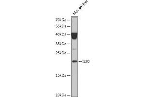 Western blot analysis of extracts of mouse liver, using IL20 Antibody (ABIN6128133, ABIN6142353, ABIN6142354 and ABIN6222322) at 1:1000 dilution. (IL-20 抗体  (AA 25-176))