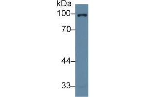 Western Blot; Sample: Human Hela cell lysate; Primary Ab: 2µg/ml Rabbit Anti-Human NR3C1 Antibody Second Ab: 0. (Glucocorticoid Receptor 抗体  (AA 532-730))