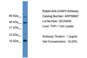 WB Suggested Anti-CASP3  Antibody Titration: 0. (Caspase 3 抗体  (C-Term))