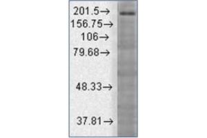 Western Blotting (WB) image for anti-SH3 and Multiple Ankyrin Repeat Domains 3 (SHANK3) (AA 840-857) antibody (ABIN492466) (SHANK3 抗体  (AA 840-857))