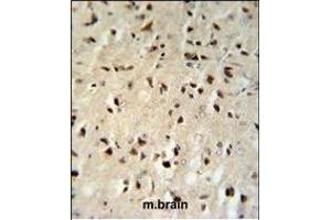 FKBP1B Antibody (N-term) (ABIN392348 and ABIN2841987) IHC analysis in formalin fixed and paraffin embedded mouse brain tissue followed by peroxidase conjugation of the secondary antibody and DAB staining.