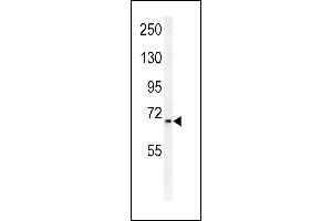 Western Blotting (WB) image for anti-Solute Carrier Family 25 (Mitochondrial Carrier, Aralar), Member 12 (Slc25a12) (AA 1-30), (N-Term) antibody (ABIN654231)