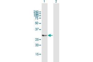 Western Blot analysis of HTATIP2 expression in transfected 293T cell line by HTATIP2 MaxPab polyclonal antibody. (HIV-1 Tat Interactive Protein 2, 30kDa (HTATIP2) (AA 1-242) 抗体)