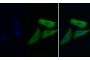 Detection of NSE in Human HepG2 cell using Monoclonal Antibody to Enolase, Neuron Specific (NSE) (ENO2/NSE 抗体  (AA 2-285))