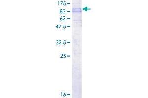 SLC33A1 Protein (AA 1-549) (GST tag)