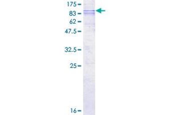 SLC33A1 Protein (AA 1-549) (GST tag)