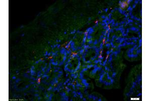 Immunofluorescence (IF) image for anti-Chemokine (C-X3-C Motif) Receptor 1 (CX3CR1) (AA 151-250) antibody (ABIN733583)
