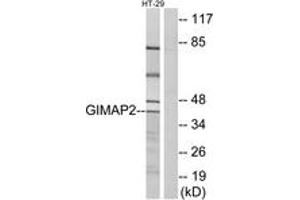 Western blot analysis of extracts from HT-29 cells, using GIMAP2 Antibody. (GIMAP2 抗体  (AA 201-250))