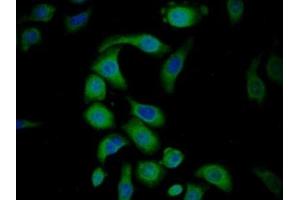Immunofluorescence (IF) image for anti-DKK3 (AA 23-349) antibody (ABIN7443053)