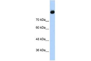 Complement C2 antibody used at 1. (Complement C2 抗体  (Middle Region))