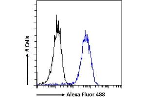 (ABIN185663) Flow cytometric analysis of paraformaldehyde fixed MCF7 cells (blue line), permeabilized with 0. (ZNF217 抗体  (Internal Region))