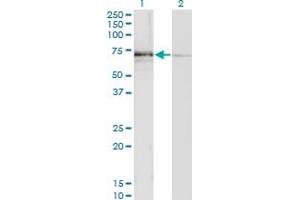 Western Blot analysis of MGAT3 expression in transfected 293T cell line by MGAT3 monoclonal antibody (M02), clone 1C9. (MGAT3 抗体  (AA 430-531))
