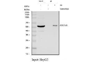Immunoprecipitating (IP) DDX6 in HepG2 whole cell lysate.