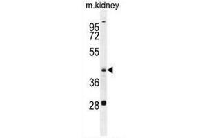 GOT1L1 Antibody (C-term) western blot analysis in mouse kidney tissue lysates (35µg/lane). (GOT1L1 抗体  (C-Term))