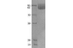 Validation with Western Blot (SCARB2 蛋白)