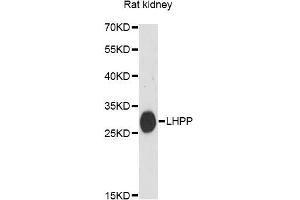 Western blot analysis of extracts of rat kidney, using LHPP antibody. (LHPP 抗体)
