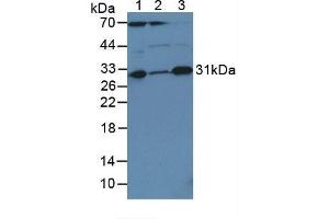 Figure. (Caspase 3 抗体  (AA 29-175))