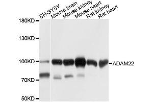 Western blot analysis of extracts of various cells, using ADAM22 antibody. (ADAM22 抗体)