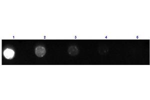 Dot Blot results of Goat Fab Anti-Mouse IgG Antibody Fluorescein Conjugated. (山羊 anti-小鼠 IgG (Heavy & Light Chain) Antibody (FITC) - Preadsorbed)