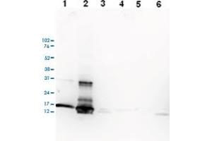 Western Blot analysis of (1) 25 ug whole cell extracts of Hela cells, (2) 15 ug histone extracts of Hela cells, (3) 1 ug of recombinant histone H2A, (4) 1 ug of recombinant histone H2B, (5) 1 ug of recombinant histone H3, (6) 1 ug of recombinant histone H4. (HIST1H3A 抗体  (3meLys27))